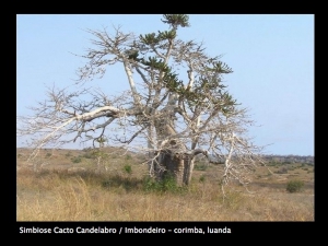 angola_011.jpg